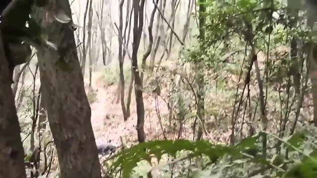 Woods Series - forest wild